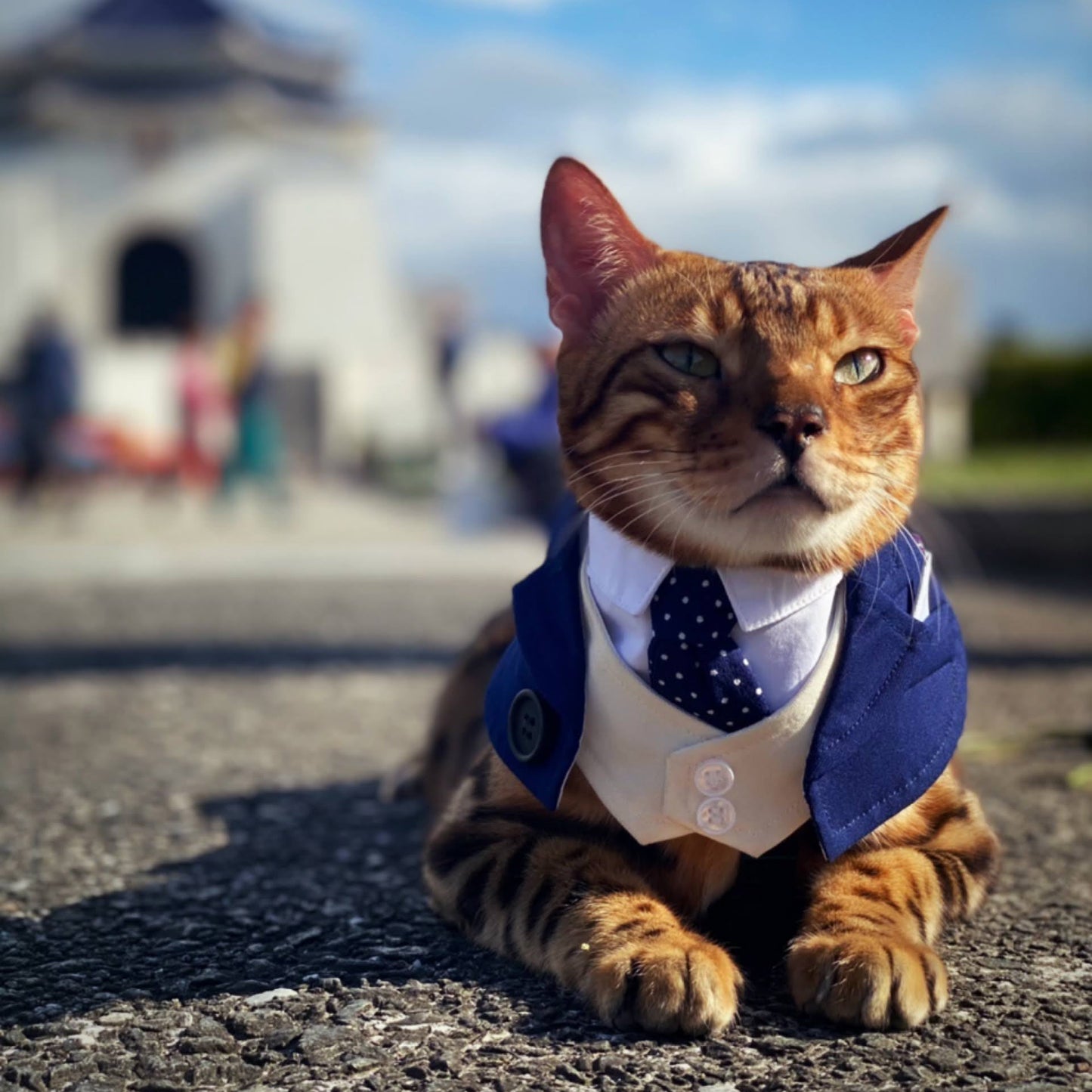 MOMOJI Queensway | Pet Bib
