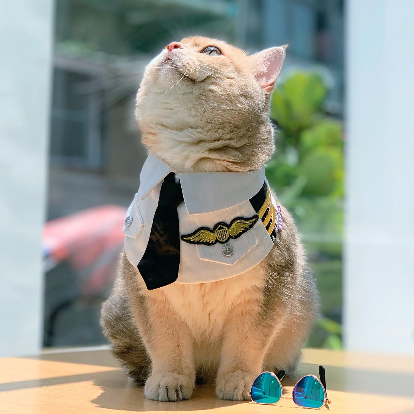 MOMOJI Coolmore | Pet Bib