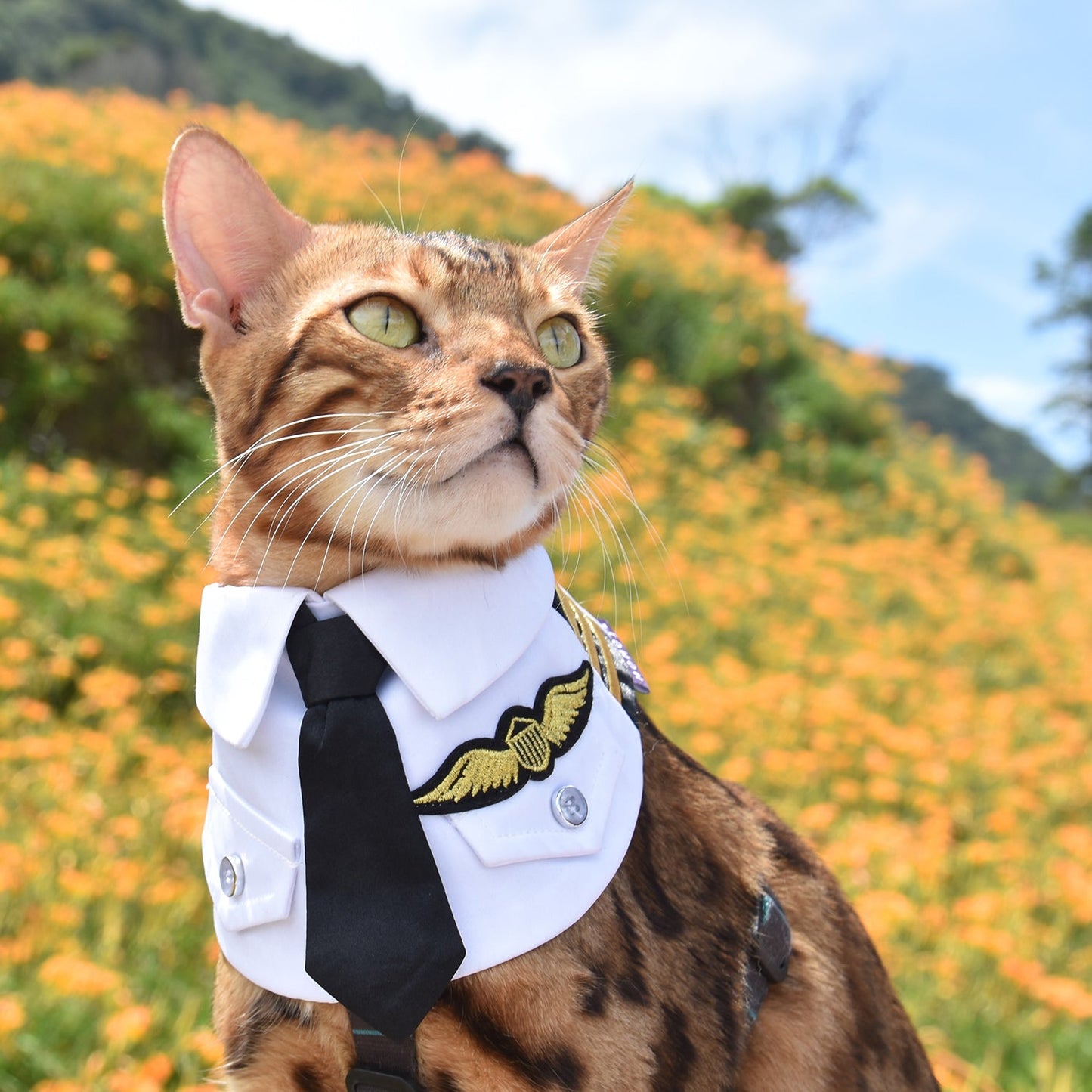 MOMOJI Coolmore | Pet Bib