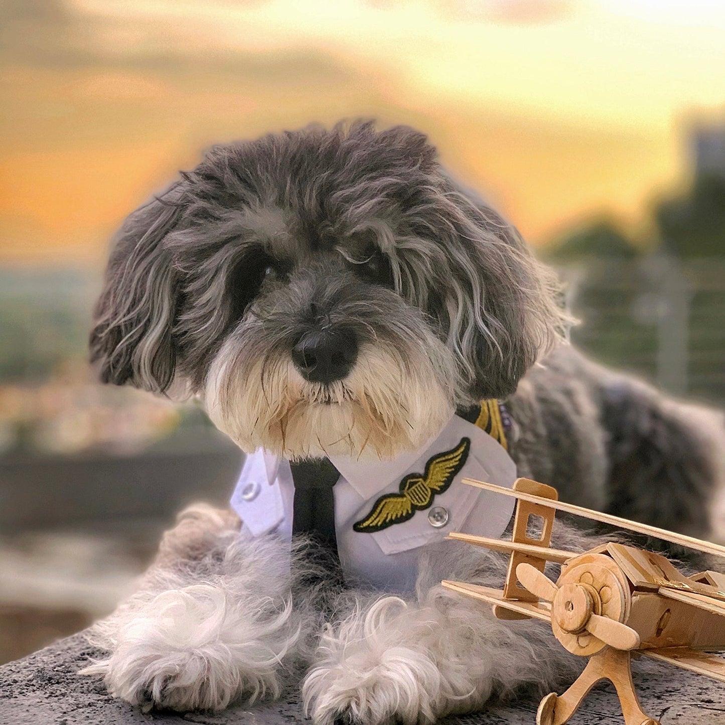 MOMOJI Coolmore | Pet Bib
