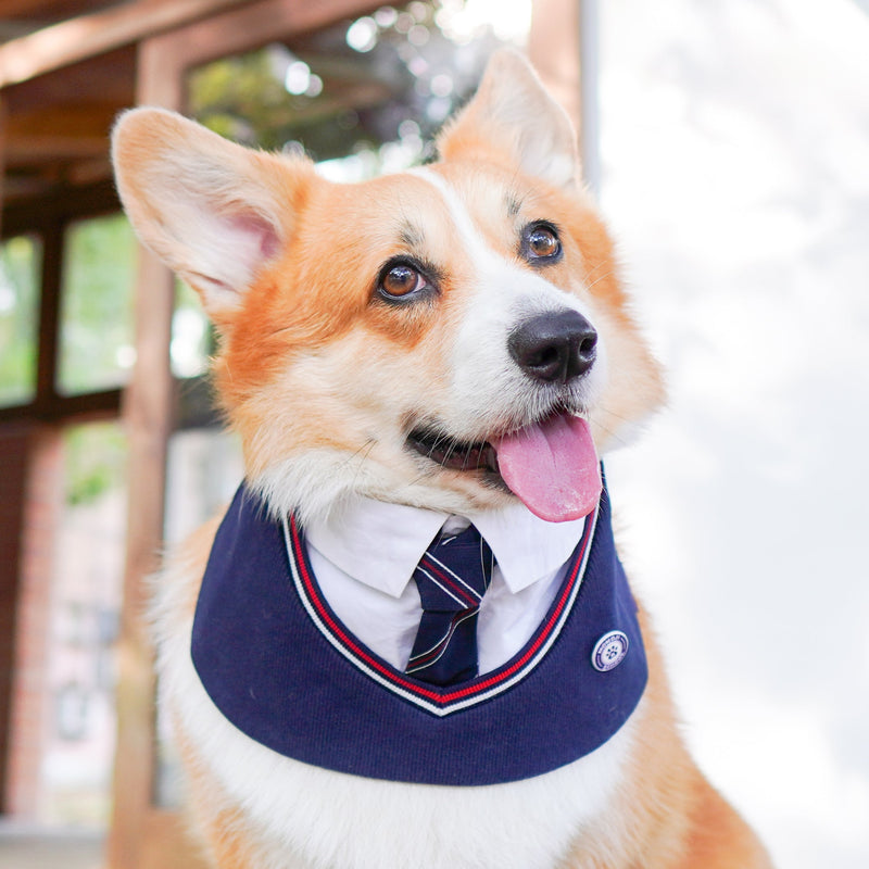 MOMOJI Stephen | Pet Bib