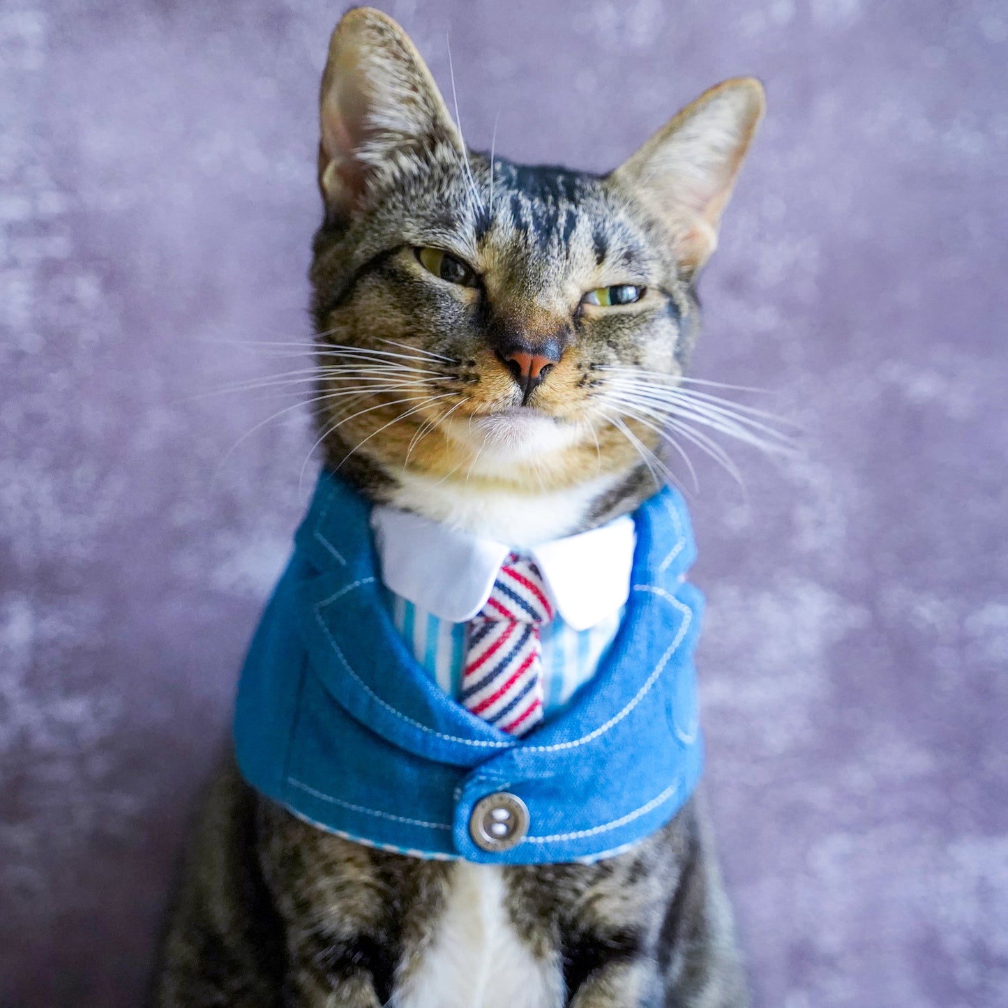 MOMOJI Wellington | Pet Bib