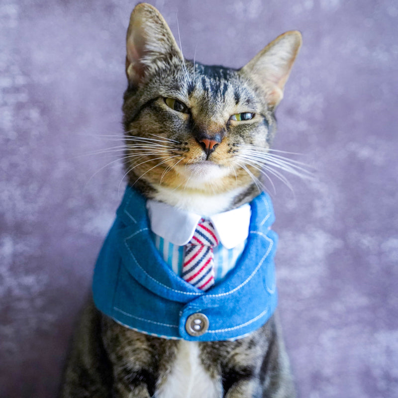 MOMOJI Wellington | Pet Bib