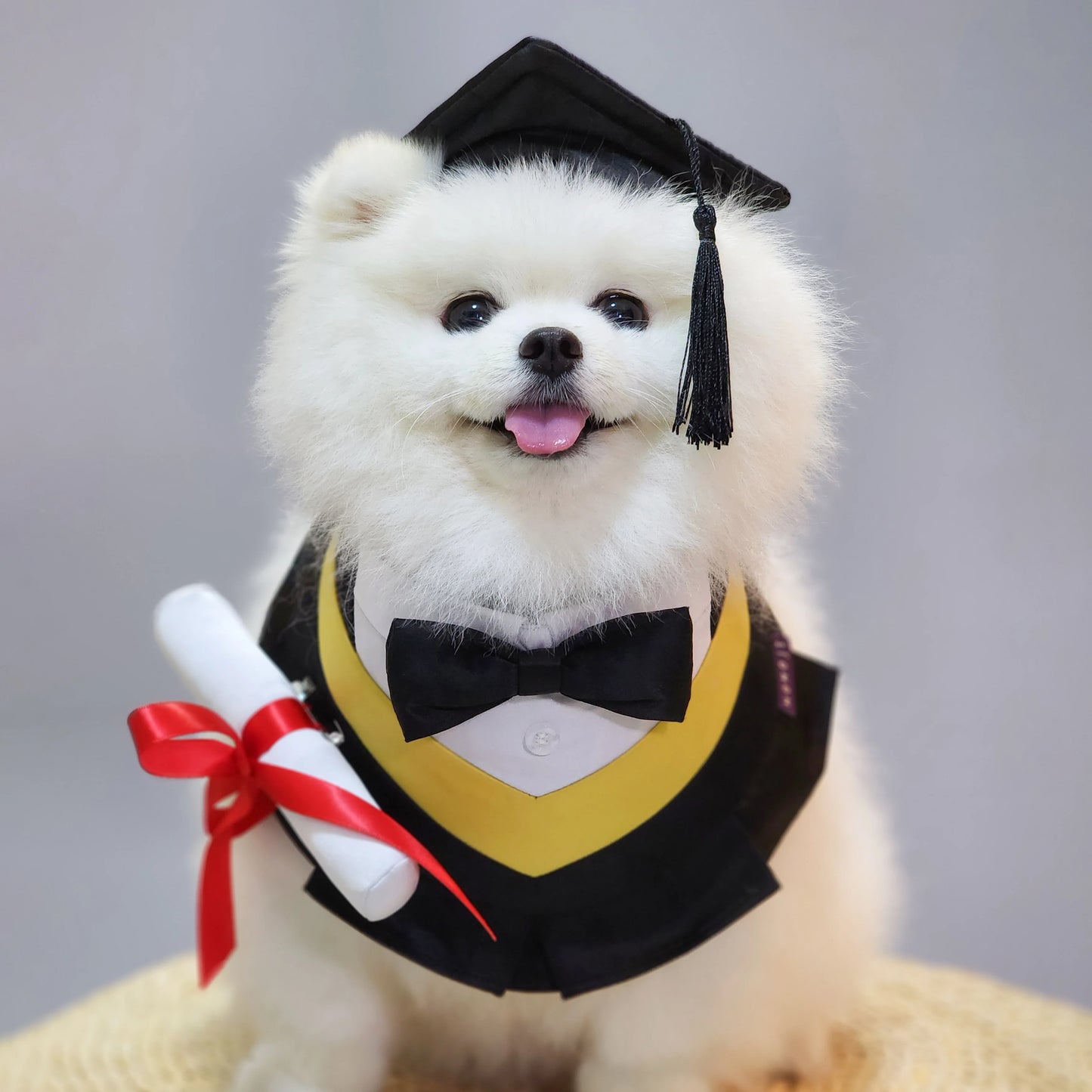 MOMOJI Baccalaureate Regalia | Pet Bib