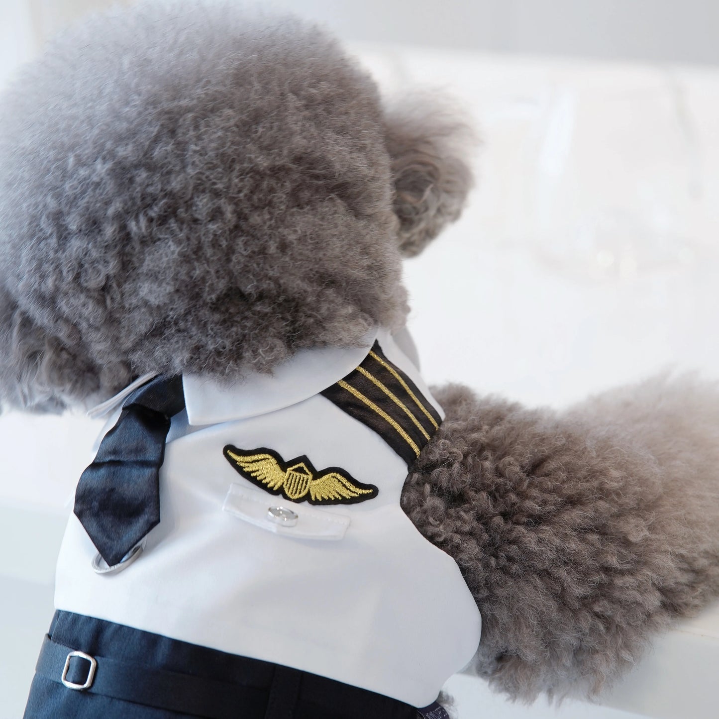 MOMOJI Coolmore I | Pet Vest