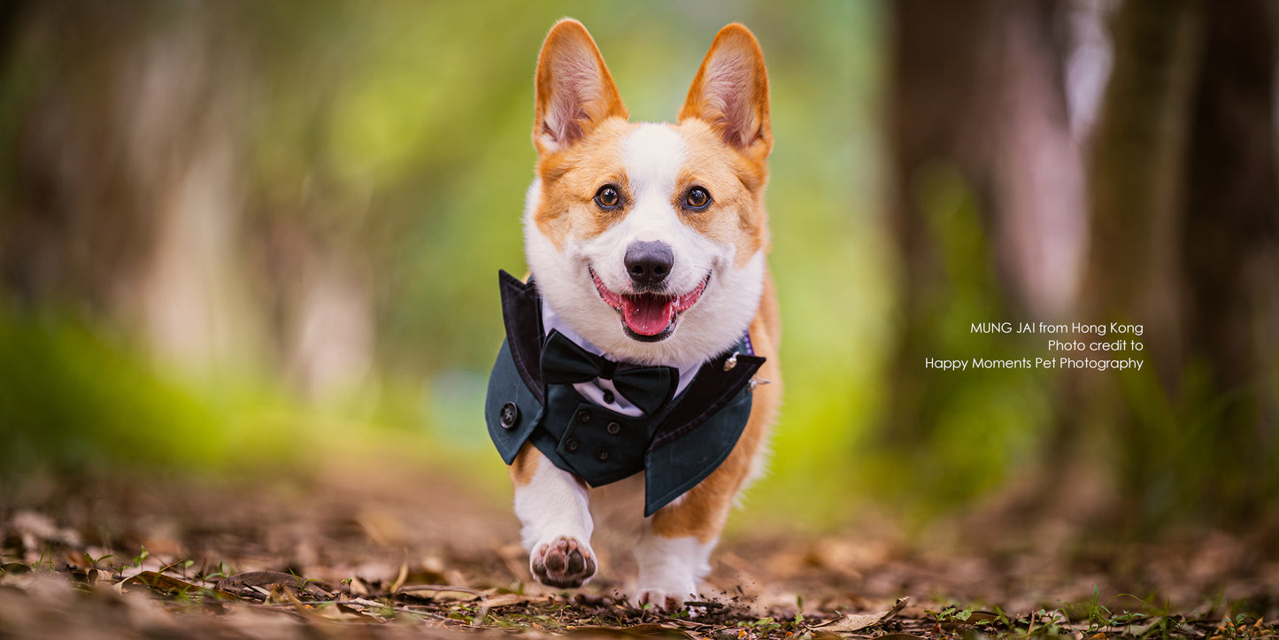 MOMOJI Kingsway | Pet Bib