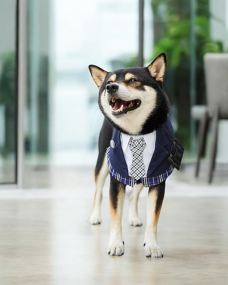 MOMOJI Morrison Hill Boys | Pet Bib
