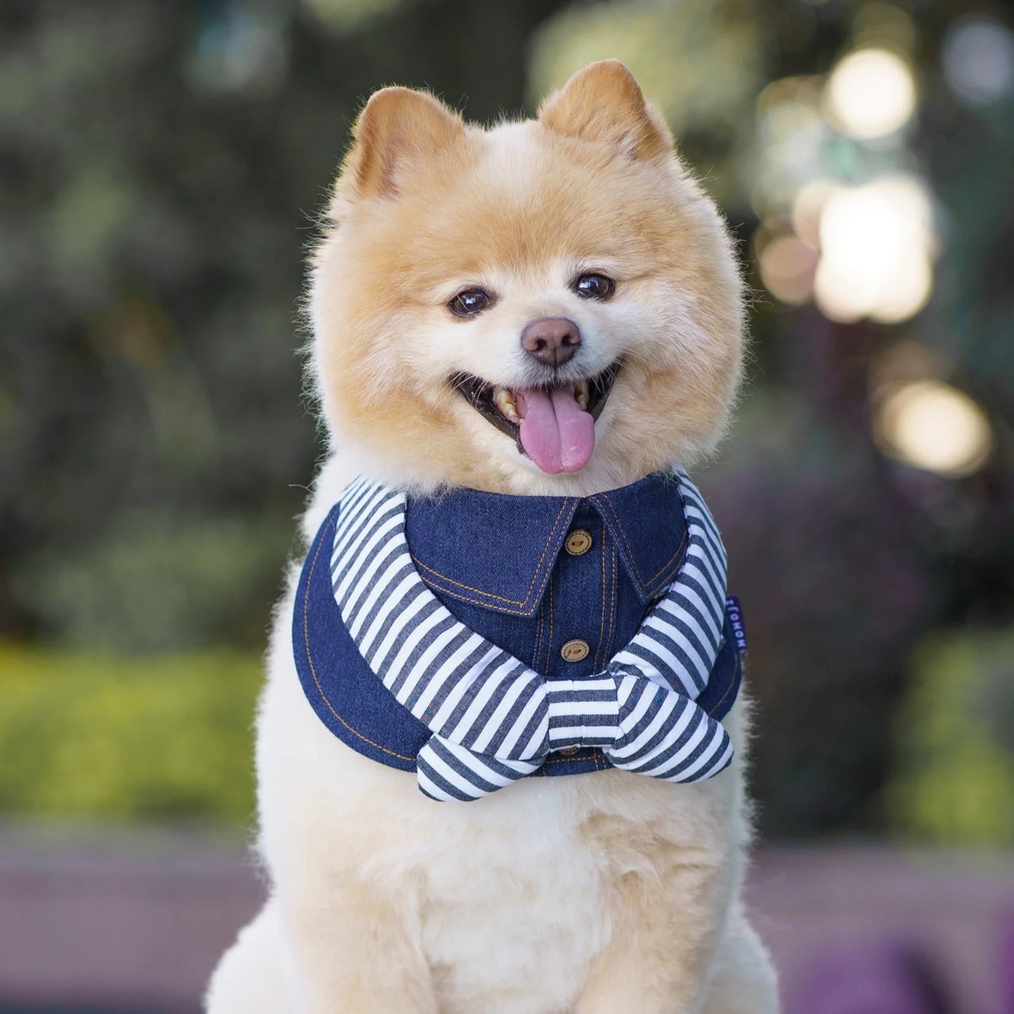 MOMOJI Michael | Pet Neckwear
