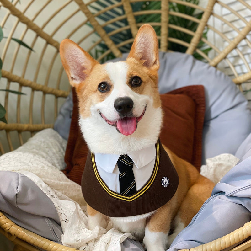 MOMOJI Stephen | Pet Bib