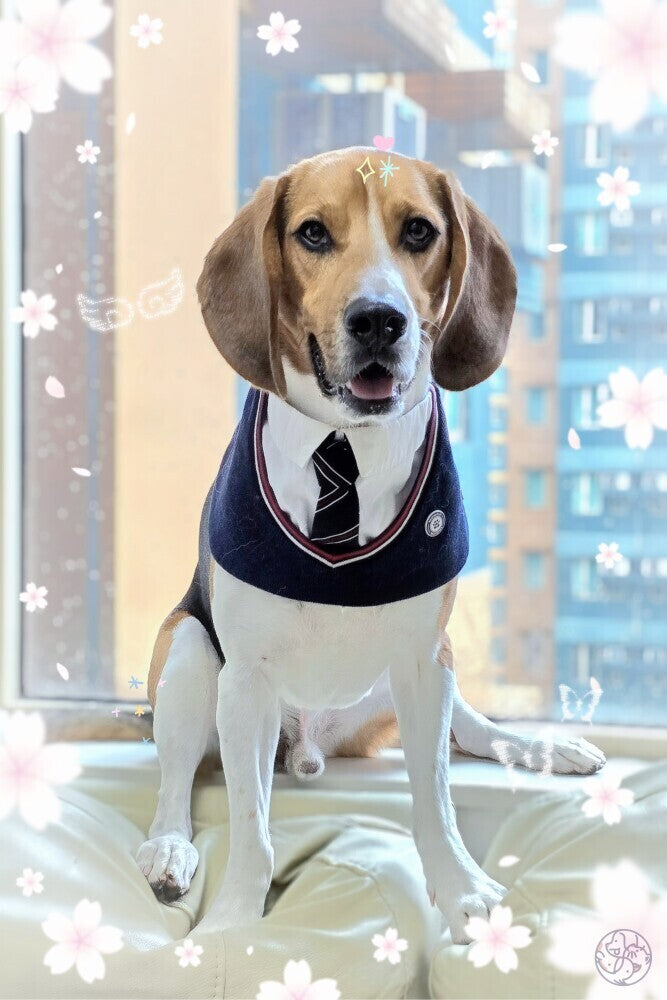 MOMOJI Stephen | Pet Bib