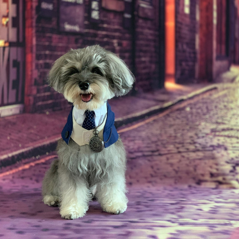 MOMOJI Queensway | Pet Bib