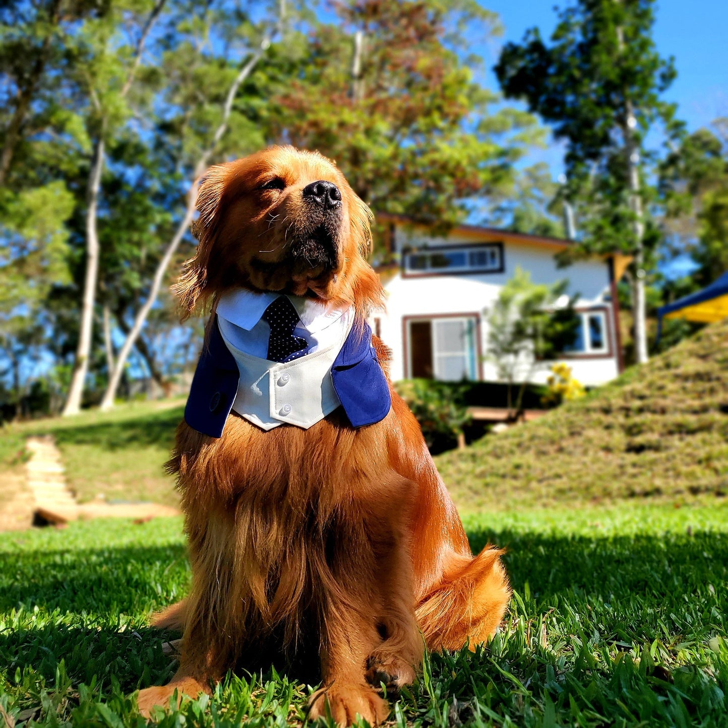 MOMOJI Queensway | Pet Bib