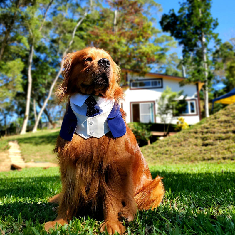 MOMOJI Queensway | Pet Bib
