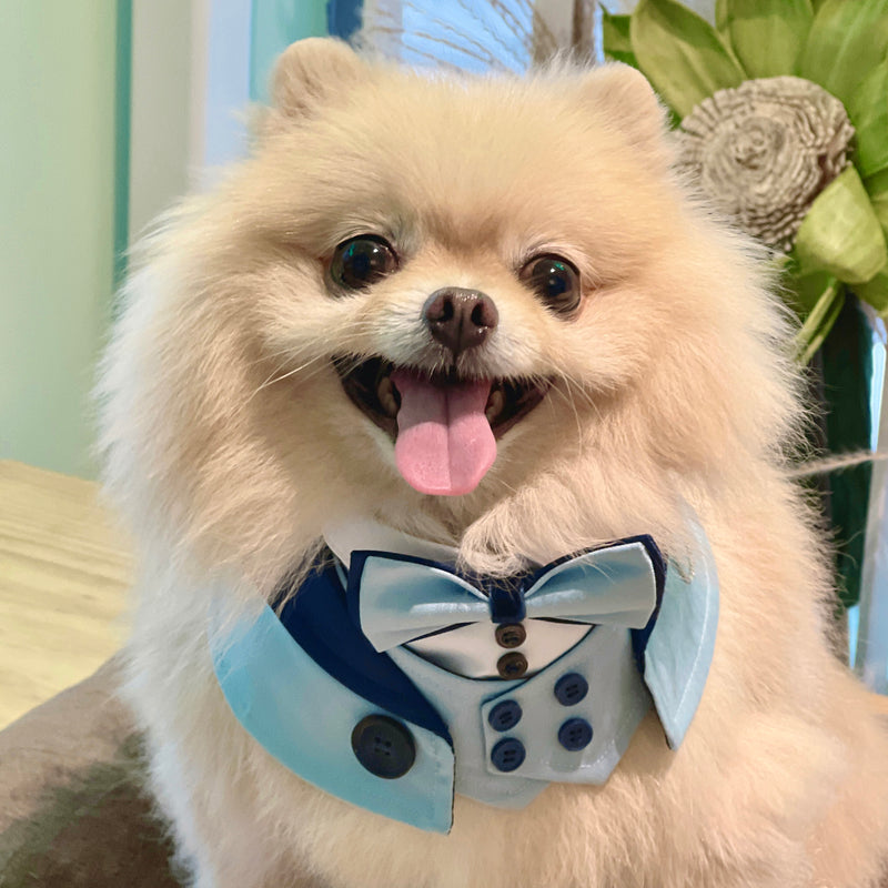 MOMOJI Kingsway | Pet Bib