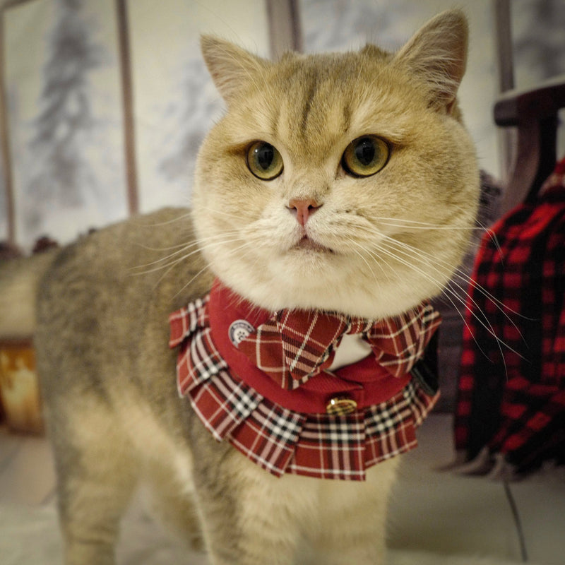 MOMOJI Morrison Hill Girls | Pet Bib