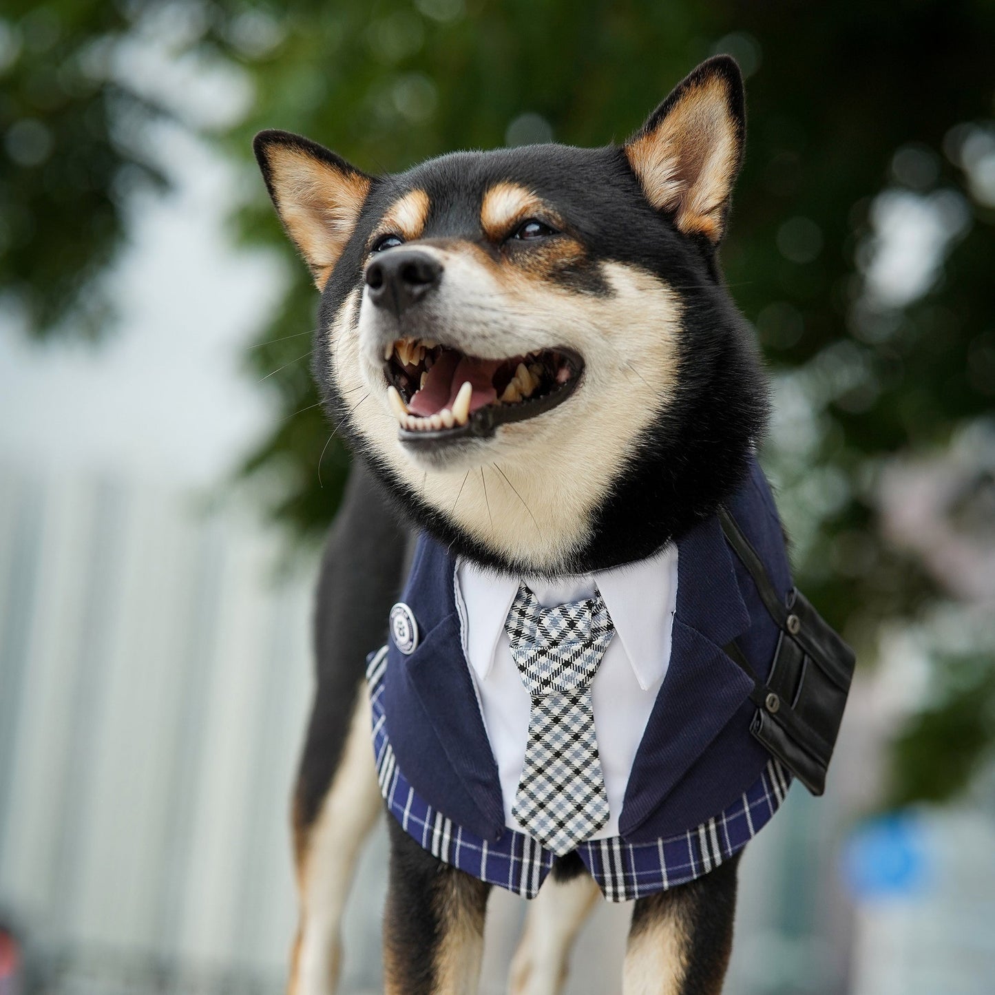 MOMOJI Morrison Hill Boys | Pet Bib