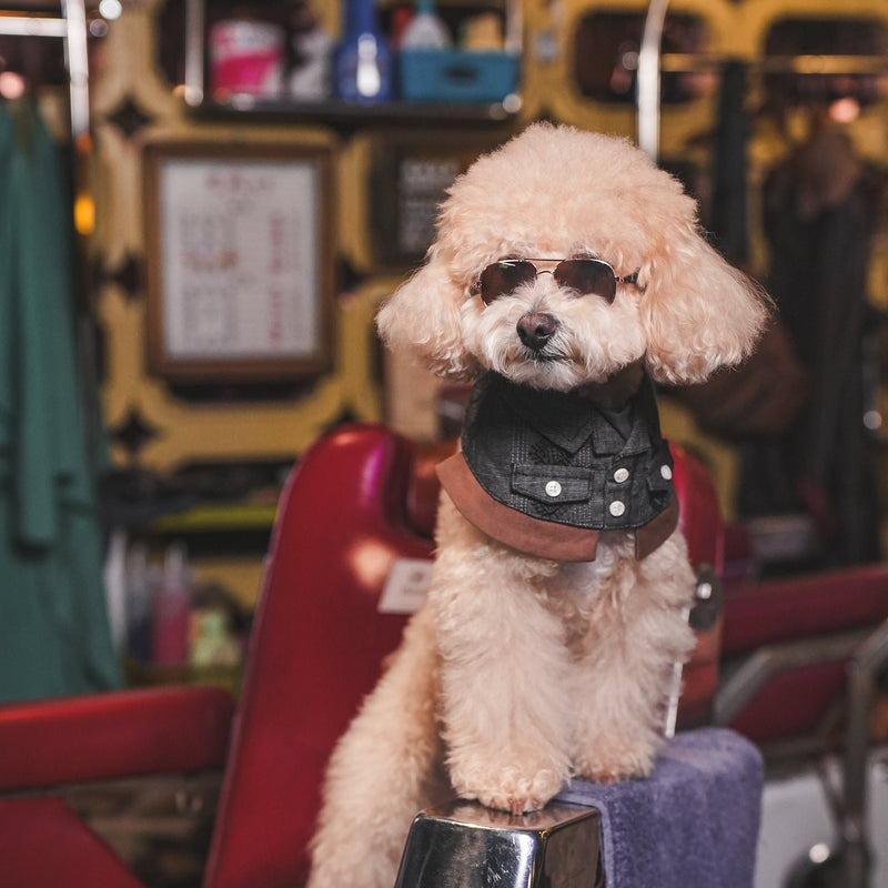 MOMOJI Cyclone (龍捲風) | Pet Neckwear