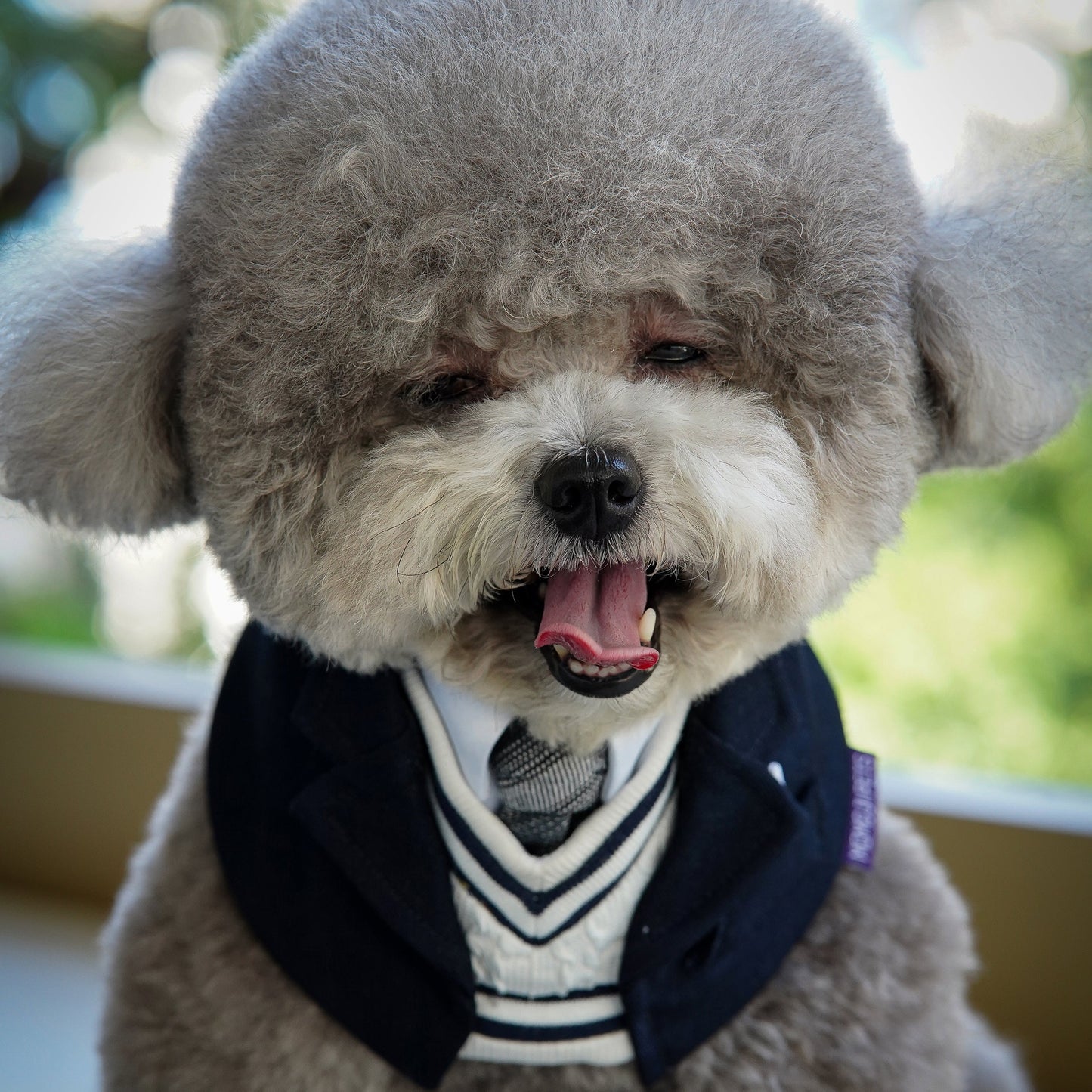 MOMOJI Joseph | Pet Bib