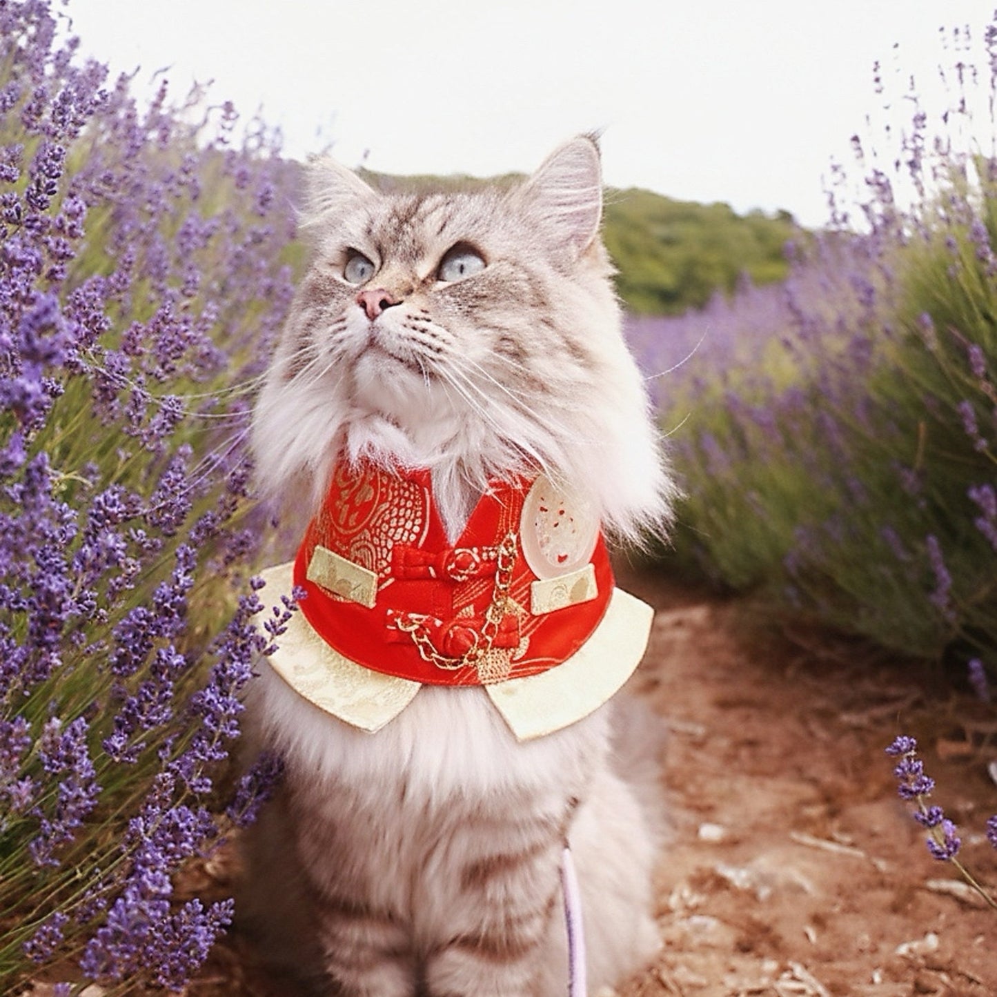 MOMOJI Noble 青雲 | Pet LNY Neckwear