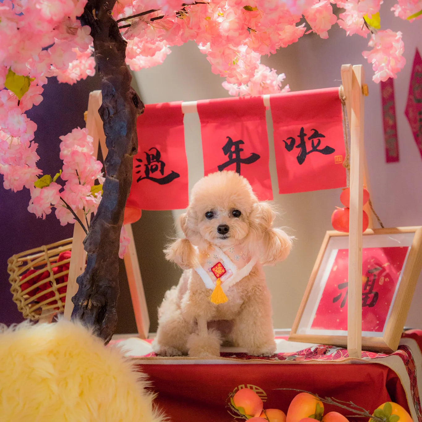 MOMOJI Fiesta 嘉慶 | Pet LNY Neckwear