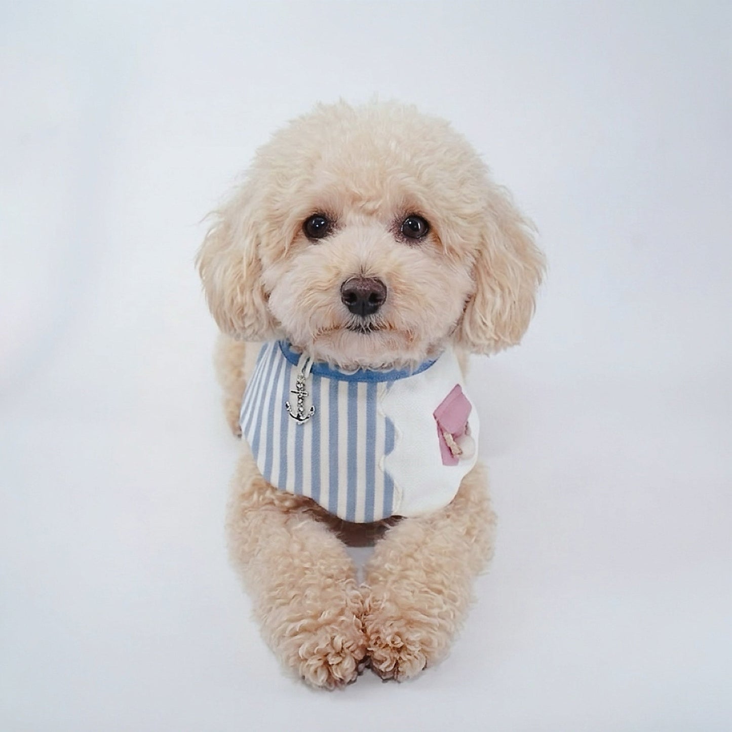 MOMOJI Marseille (2-Breton Stripe Moonstone) | Pet Neckwear