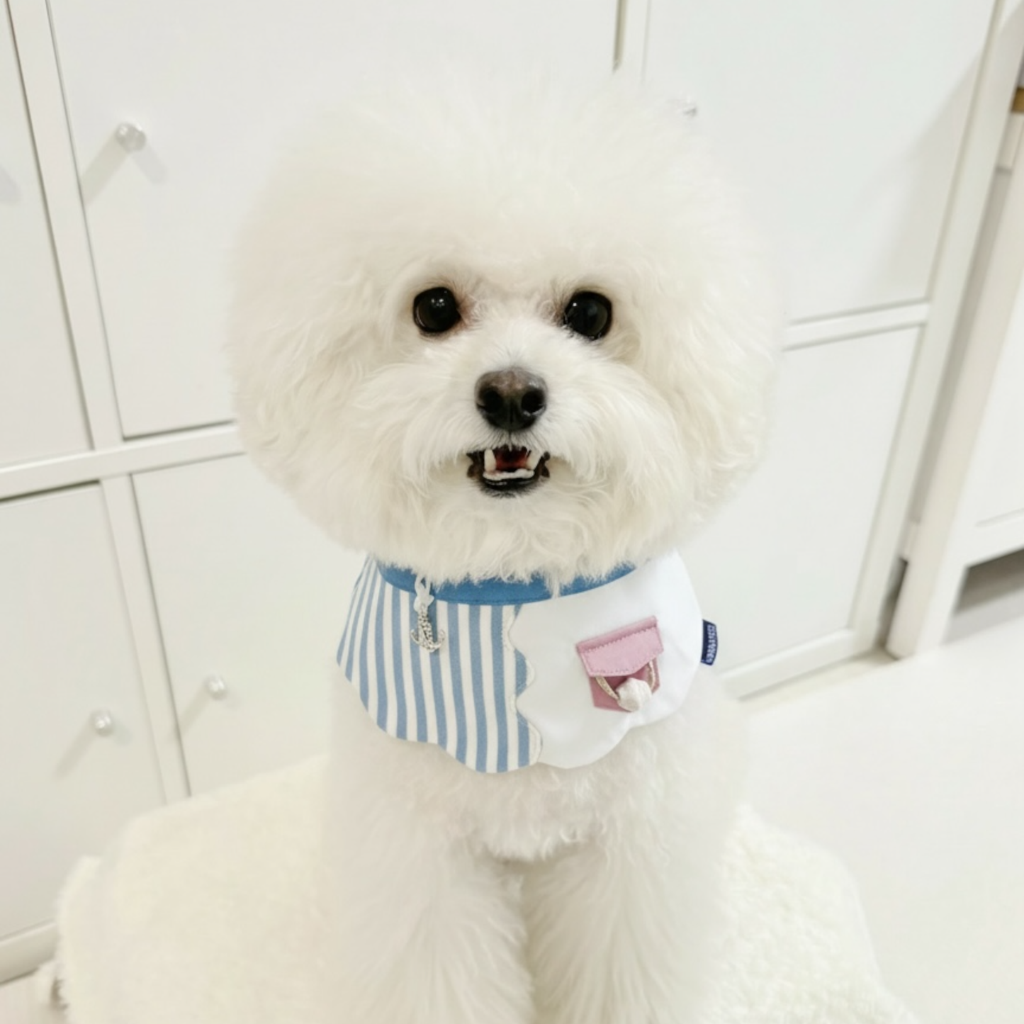 MOMOJI Marseille (2-Breton Stripe Moonstone) | Pet Neckwear
