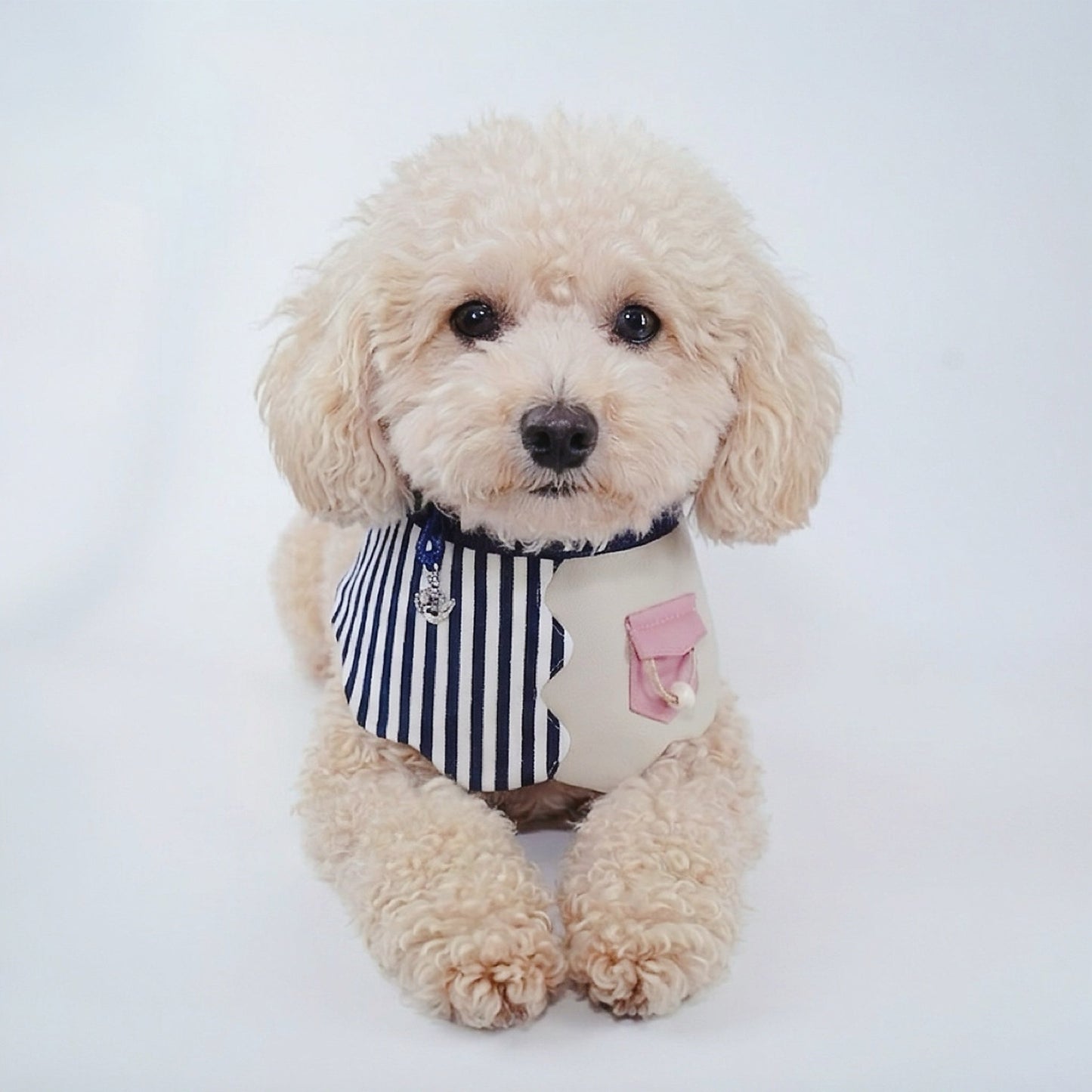 MOMOJI Marseille (3-Breton Seashell) | Pet Neckwear