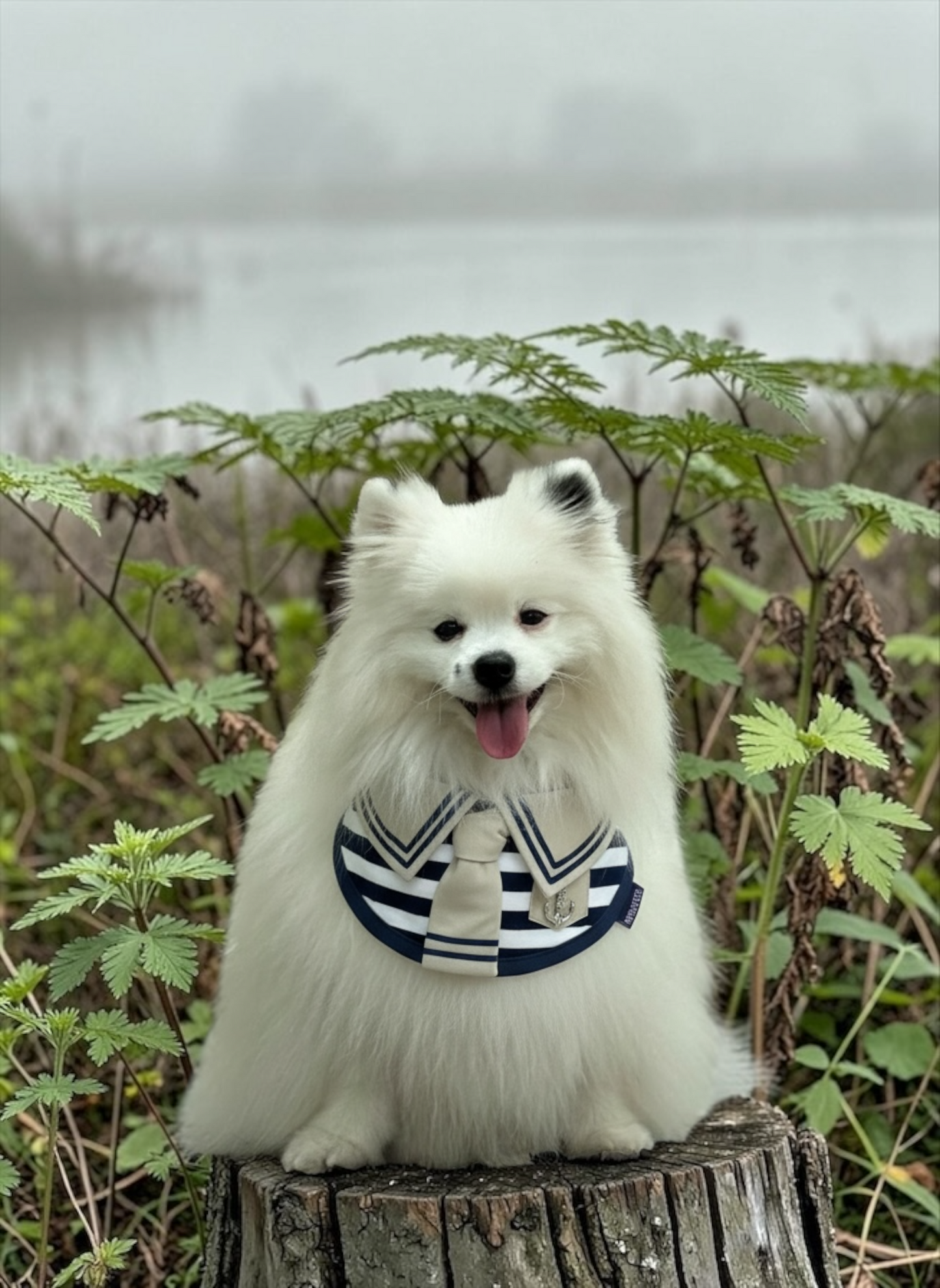 MOMOJI Santiano (2-Sandstone & Navy) | Pet Neckwear