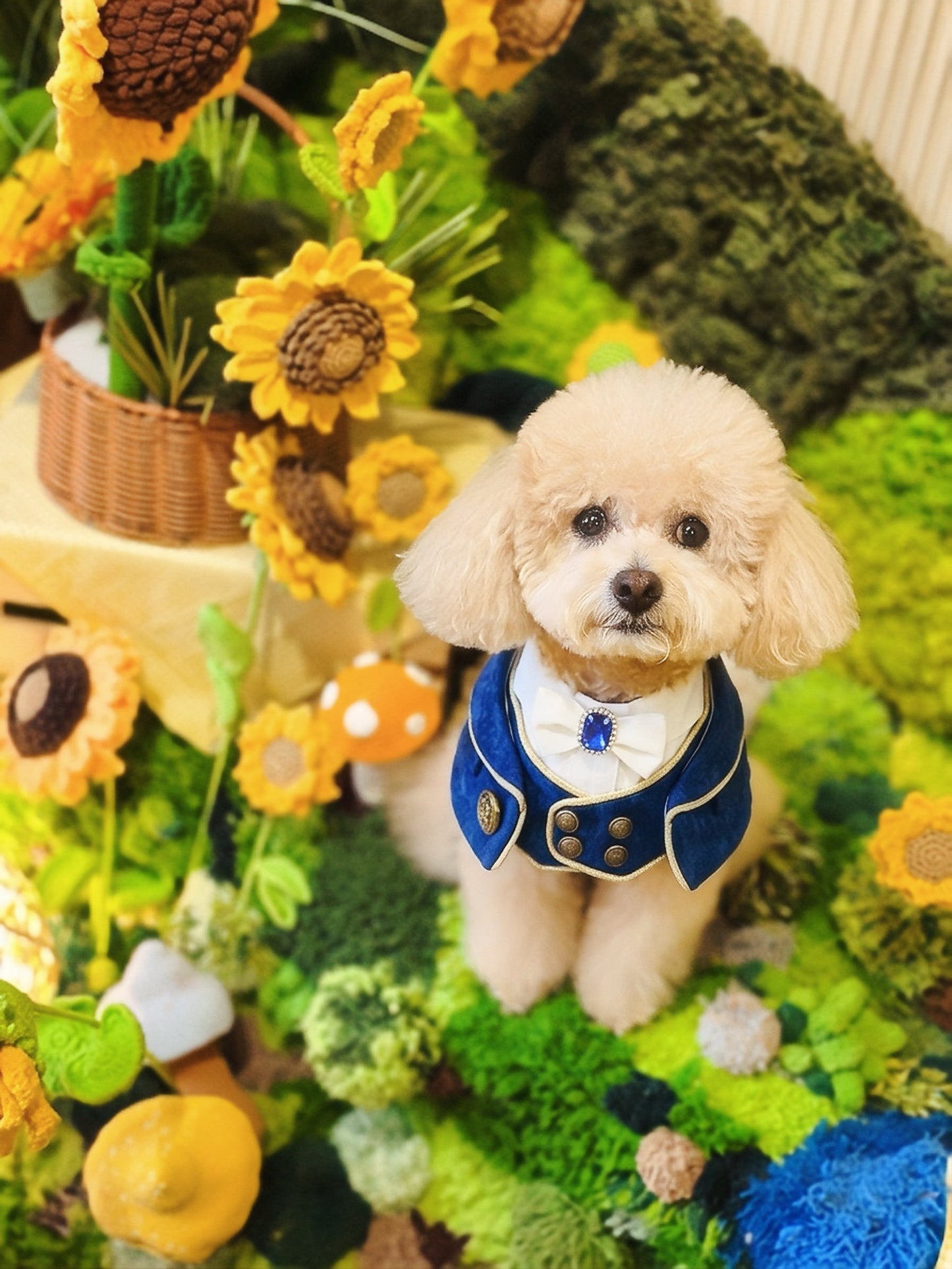 MOMOJI Cavendish (1-Imperial Sapphire Blue) | Pet Neckwear