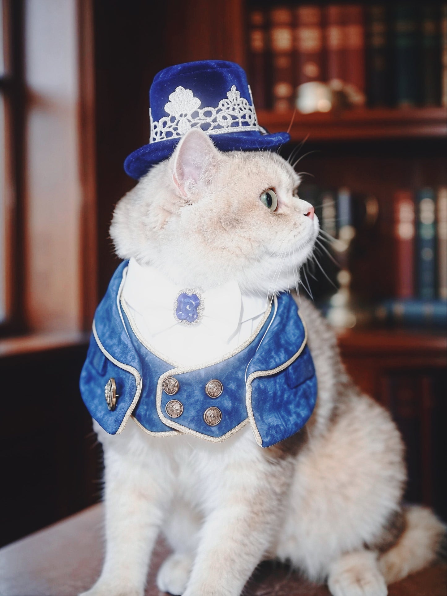 MOMOJI Cavendish (1-Imperial Sapphire Blue) | Pet Neckwear