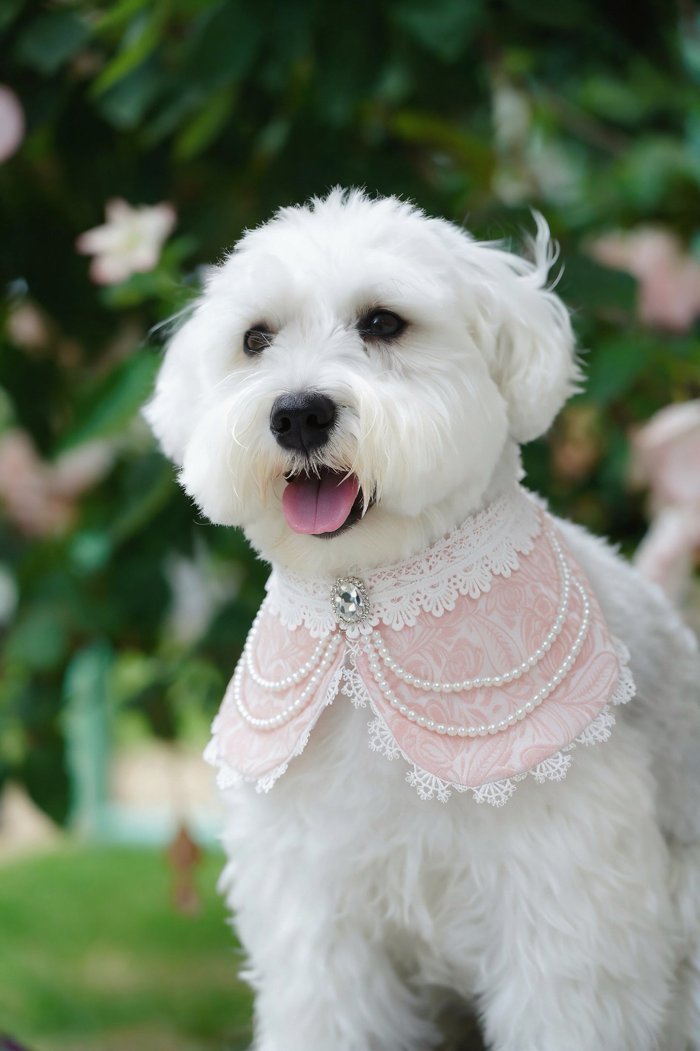 MOMOJI Debutante (2-Parisian Blush Rose) | Pet Neckwear