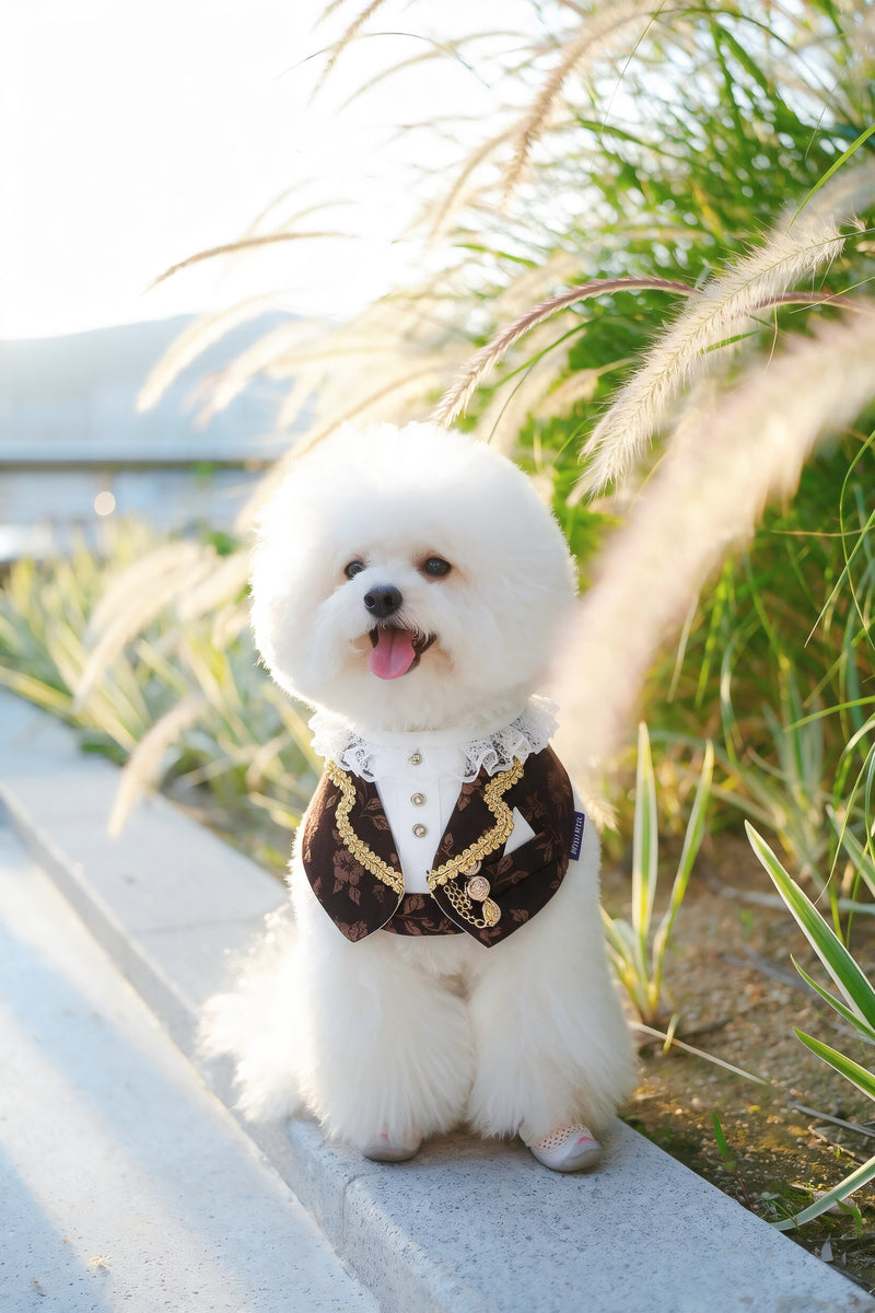 MOMOJI Harrington (1-Espresso Brocade) | Pet Neckwear