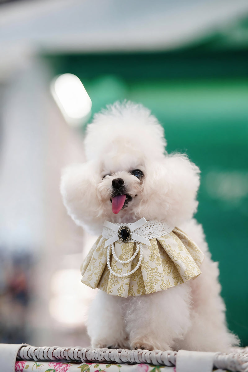 MOMOJI Gwendolen (1-Gilded Vanilla Brocade) | Pet Neckwear