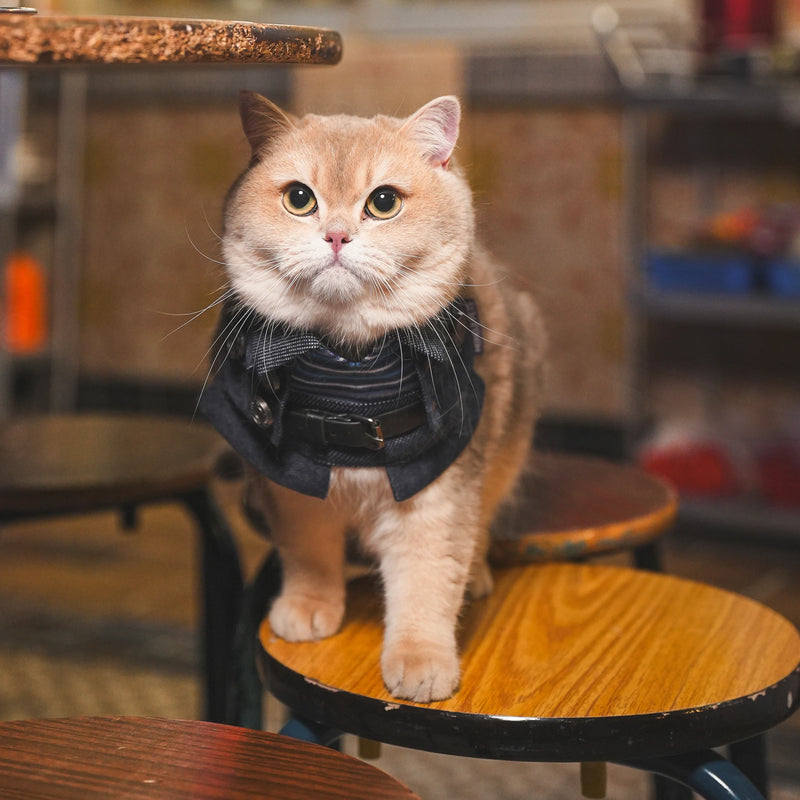 MOMOJI Lok-kwan B (洛軍) | Pet Neckwear