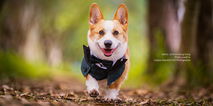 MOMOJI Kingsway | Pet Bib