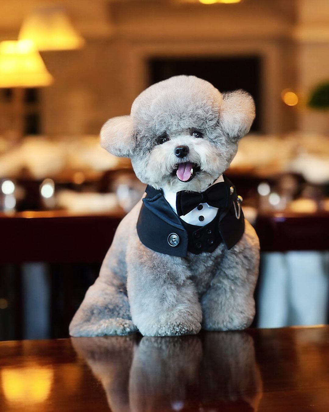 MOMOJI Kingsway | Pet Bib