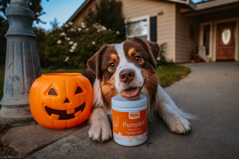 USDA Organic Pumpkin Plus Fiber Support Powder 227g