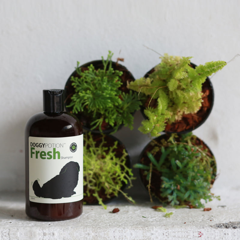 FRESH Shampoo with Oatmeal 500ml