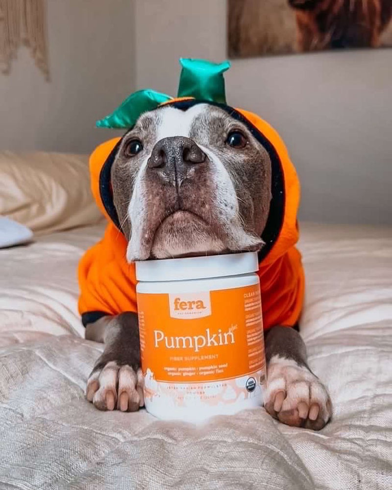 USDA Organic Pumpkin Plus Fiber Support Powder 227g
