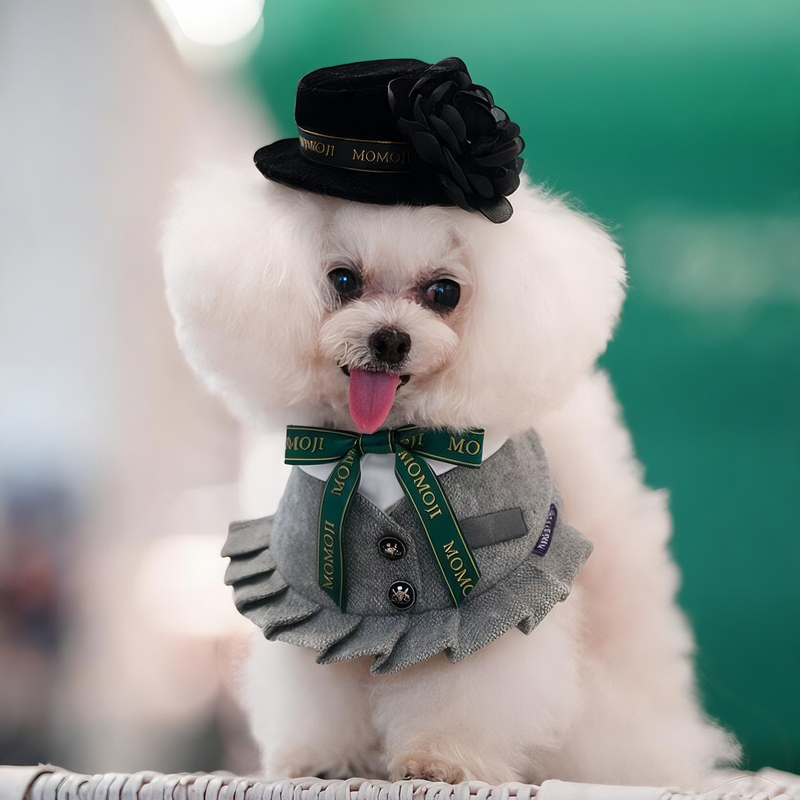 MOMOJI Picadilly (2-Velvet Obsidian Black) | Pet Hat
