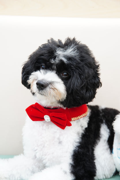 [Pre-order] MOMOJI Starry Night Lux | Pet Christmas Neckwear